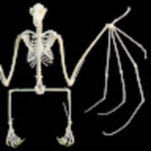 Meet your Posher, Ghost